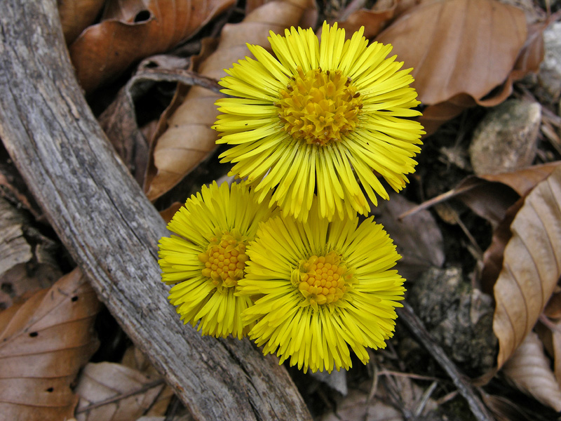 Tussilago farfara, Petasites albus e Crocus